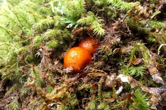Cortinarius beeverorum