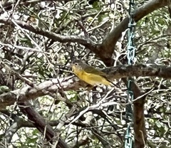 Leiothlypis ruficapilla