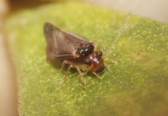 Valenzuela badiostigma