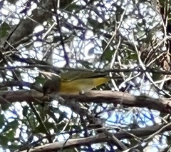 Leiothlypis ruficapilla