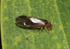 Valenzuela badiostigma