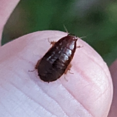 Blaberidae