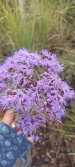 Chromolaena pulchella