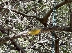 Leiothlypis ruficapilla