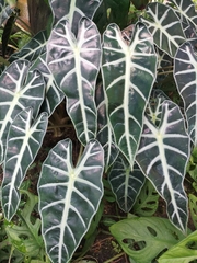 Alocasia amazonica