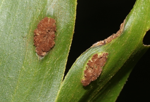 Endoraecium koae observed 2022-10-04