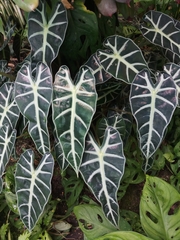 Alocasia amazonica