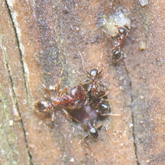 Pheidole