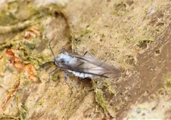 Prociphilus tessellatus