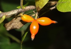 Coprosma rhynchocarpa