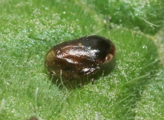 Clastoptera xanthocephala