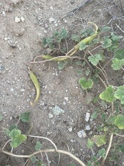 Proboscidea althaeifolia