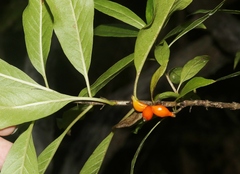 Coprosma rhynchocarpa
