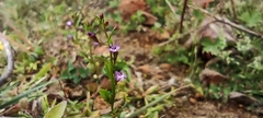 Verbena menthifolia