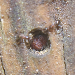 Pheidole