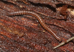 Cylindroiulus britannicus