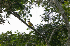 Oriolus brachyrynchus