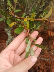 Salix salviifolia