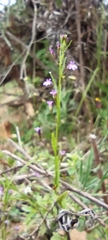 Verbena menthifolia