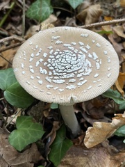 Amanita pantherina