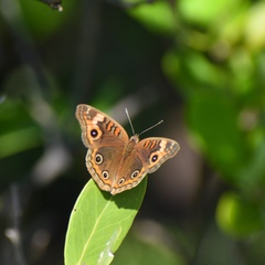 Junonia neildi