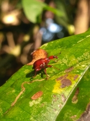 Paratrachelophorus nodicornis