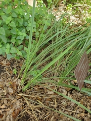 Tripsacum dactyloides