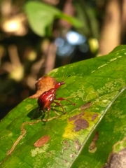 Paratrachelophorus nodicornis