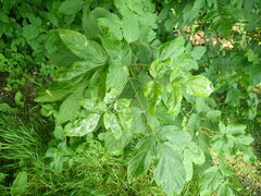 Erysiphaceae