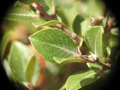 Salix foetida