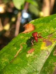 Paratrachelophorus nodicornis