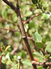 Salix foetida