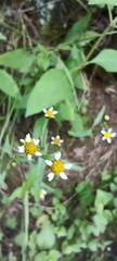 Galinsoga parviflora
