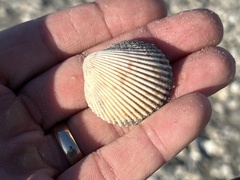 Dallocardia muricata