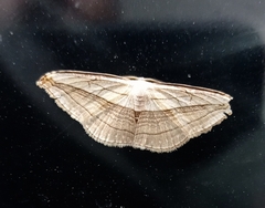 Arcobara tergeminaria