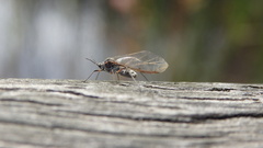 Tuberolachnus salignus