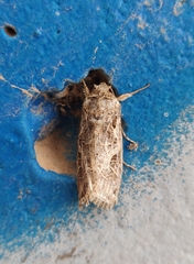 Spodoptera littoralis