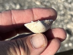 Dallocardia muricata