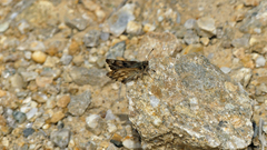 Carcharodus