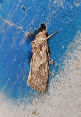 Spodoptera littoralis