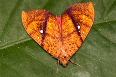 Miniodes discolor