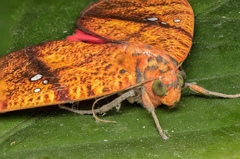 Miniodes discolor