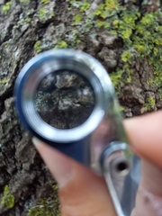 Opegrapha