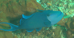 Odonus niger