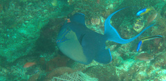Odonus niger