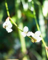 Libertia chilensis