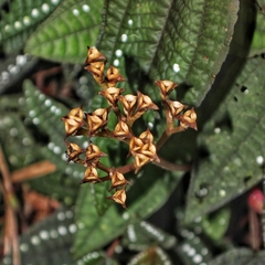 Bertolonieae