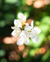 Libertia chilensis