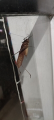 Mecopodinae