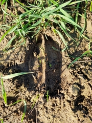 Cervus elaphus elaphus